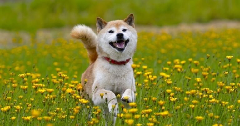 SHIB