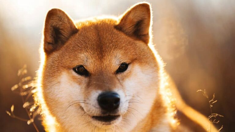 SHIB